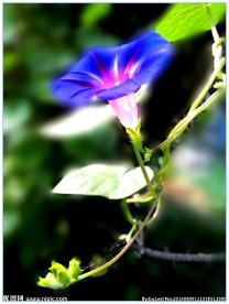 千牛花