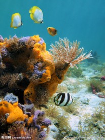 海洋生物
