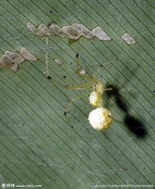 产卵的蜘蛛
