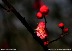 梅花