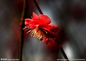 梅花