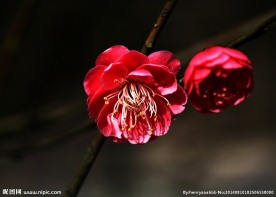 梅花