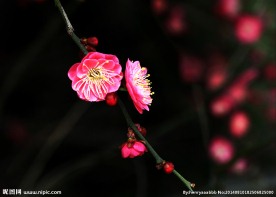 梅花