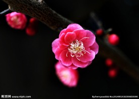 梅花