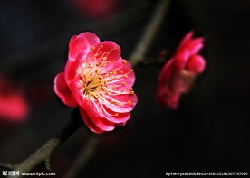 梅花