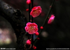 梅花