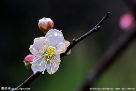 梅花