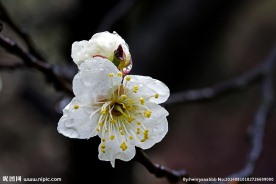 梅花