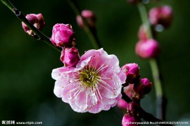梅花