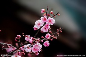 梅花