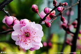 梅花