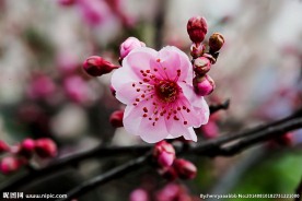 梅花