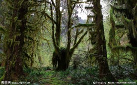 深山原始树林图片