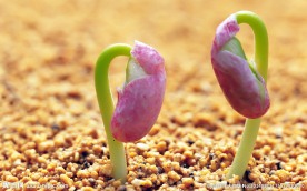 豆芽