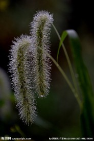 狗尾巴草