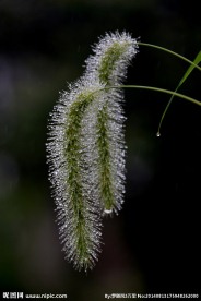 狗尾巴草