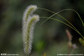狗尾巴草
