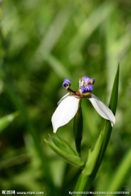 鸢尾花