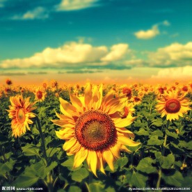 向日葵 太阳花