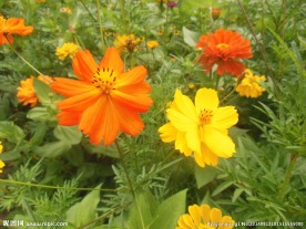 硫华菊
