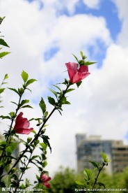 木槿