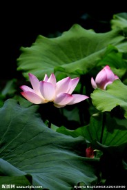 荷花