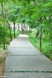 林荫小道