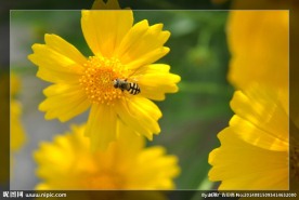 菊花蜜蜂授粉