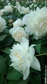 芍药