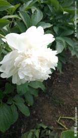 芍药