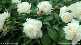 芍药