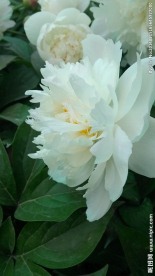 芍药