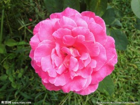 粉红小花