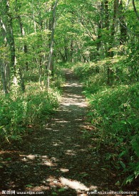 土路