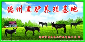 德州乌黑驴  分层