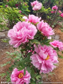 洛阳牡丹