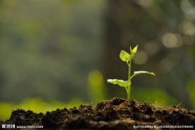 三角平面风格树苗壁纸