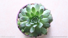 宝石花
