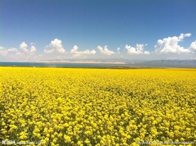 青海湖 油菜花