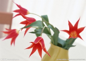 红尖郁金香花艺摄影