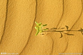沙漠中的一颗绿草