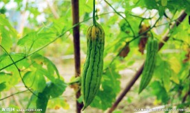 大苦瓜 蔬菜基地