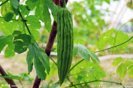 大苦瓜 蔬菜基地