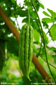 大苦瓜 蔬菜基地