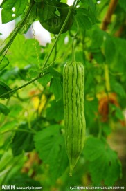 大苦瓜 蔬菜基地