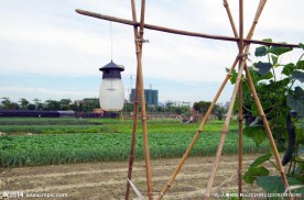 菜篮子工程 蔬菜基地