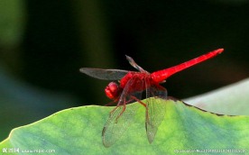红蜻蜓