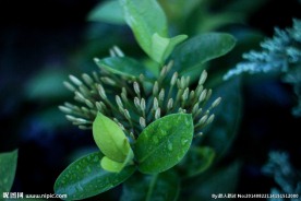 绿色植物叶子