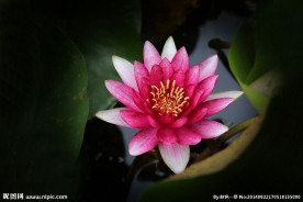 水莲素材