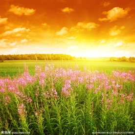 唯美夕阳花海